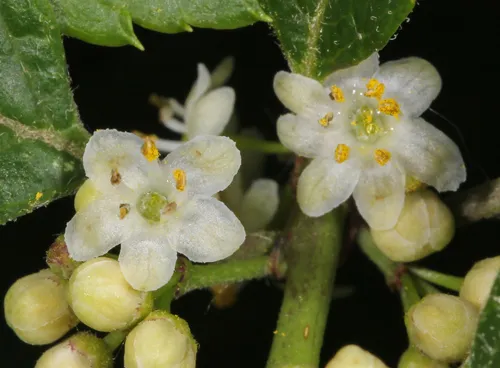 Common Winterberry