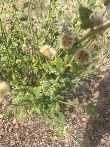 Baker's Wild Hollyhock