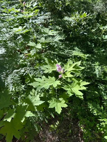 California Wild Hollyhock