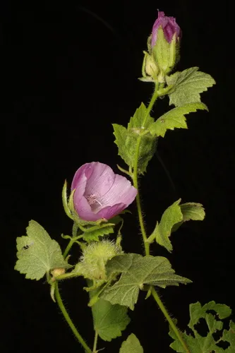 Longsepal Wild Hollyhock