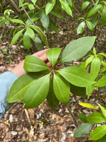 Florida Anisetree