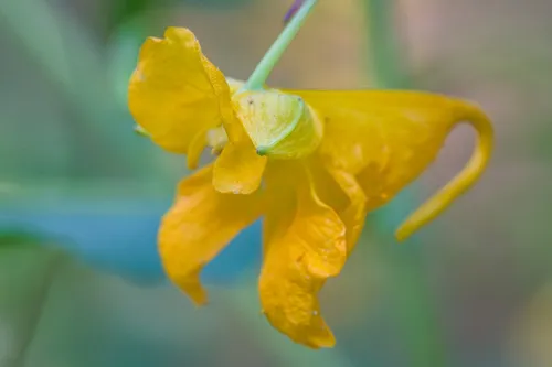 Paleyellow Touch-me-not
