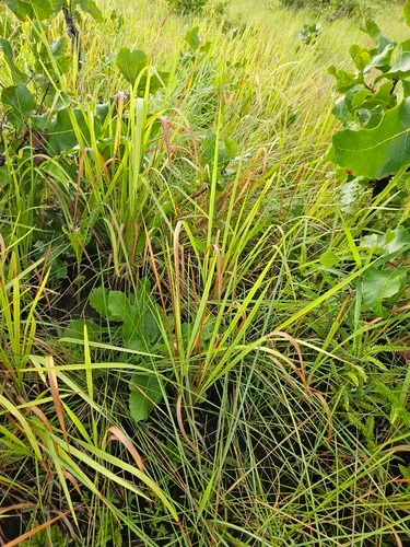 Brazilian Satintail