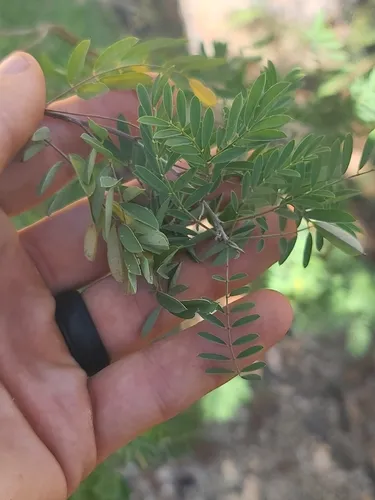 Sonoran Indigo