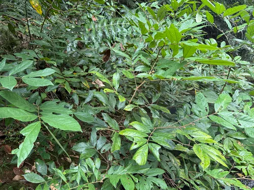 Guama Venezolano