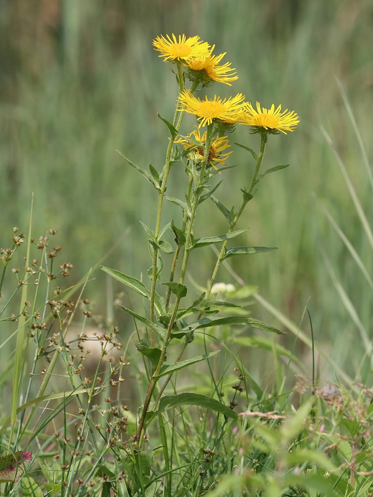 British Yellowhead