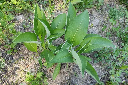 Elecampane Inula — photo by Alexander Yakovlev