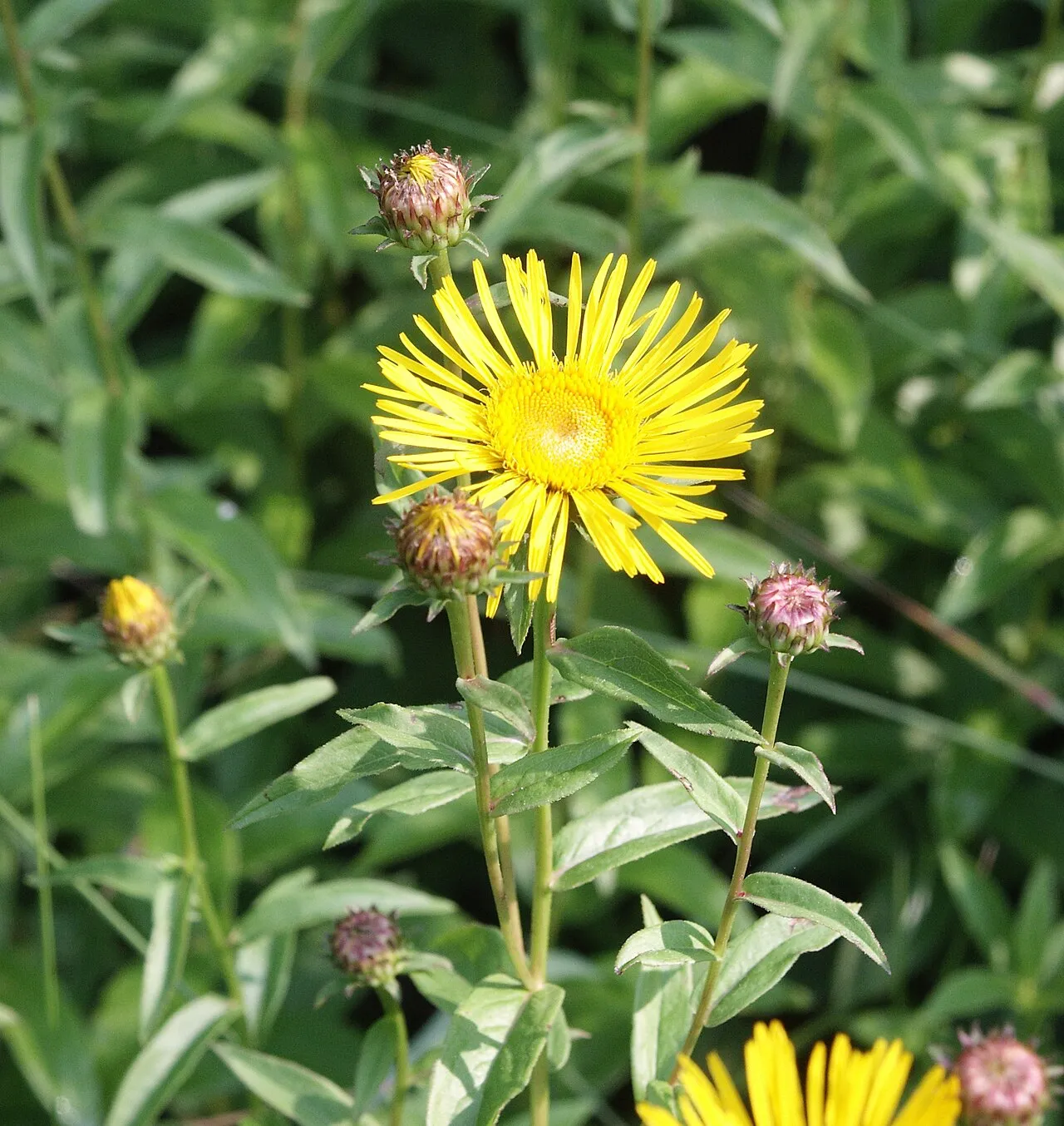 Willowleaf Yellowhead
