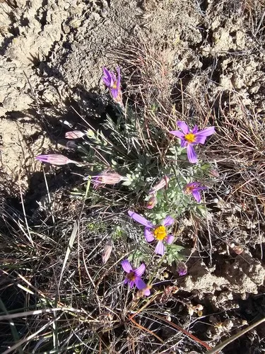 Lava Aster