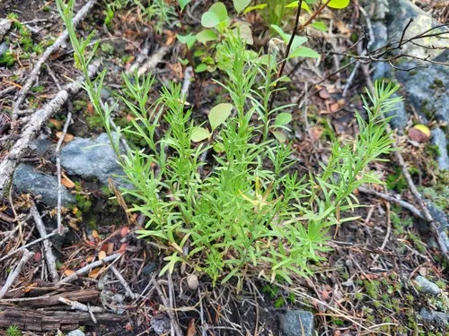 Rocky Mountain Aster