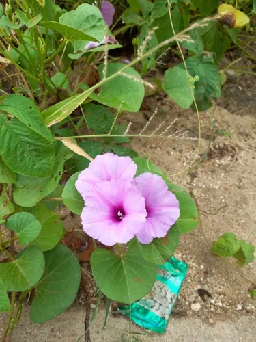 Ginger-leaf Morning-glory — photo by a_isca_e_o_anzol