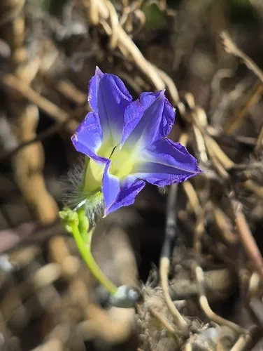 Canyon Morning-glory — photo by Sarah L Larson