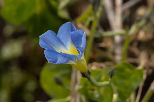 Heartleaf Morning-glory — photo by Eduardo Prieto Ochoa