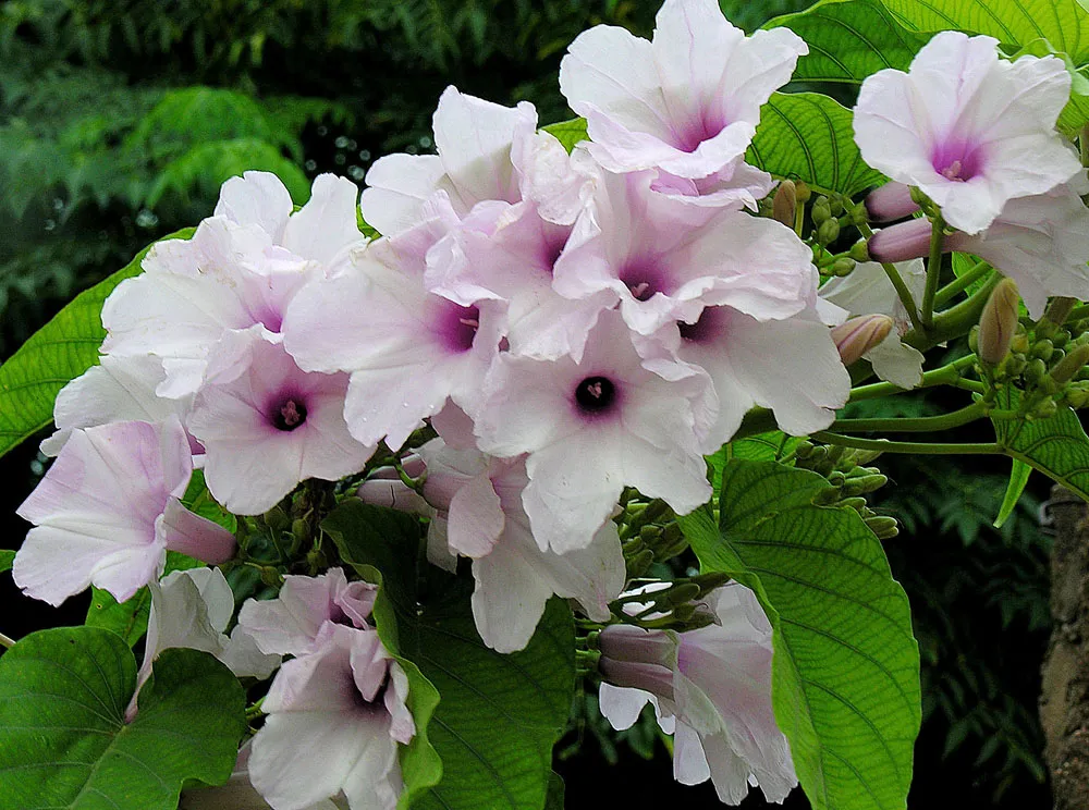 Gloria De La Manana (subsp. fistulosa) — photo by Dick Culbert from Gibsons, B.C., Canada