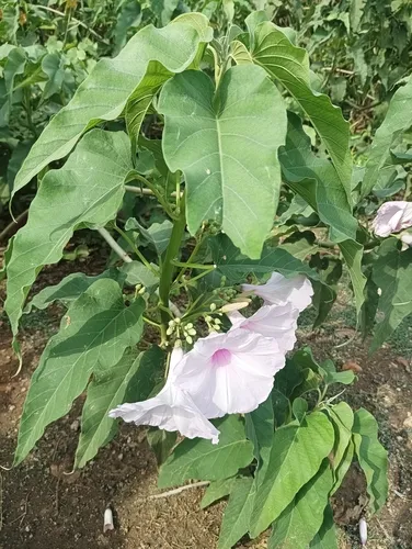 Gloria De La Manana — photo by vasensuli