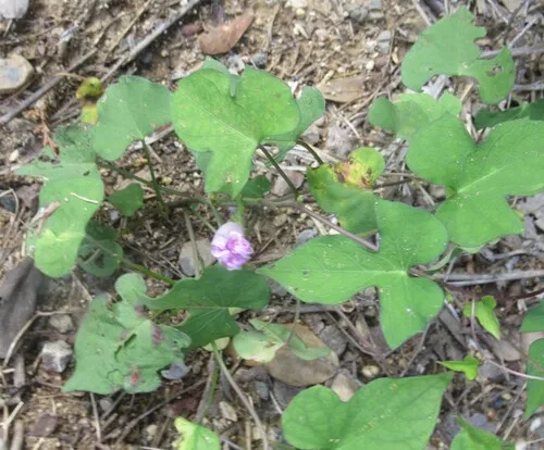 Torrey's Tievine (var. torreyana) — photo by Linda Jo Conn