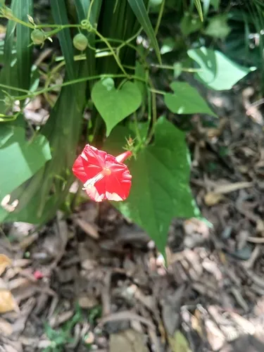Scarletcreeper