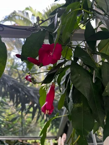 Lady Doorly's Morning-glory — photo by Vitor C. Dias Gonçalves