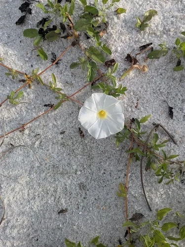 Beach Morning-glory
