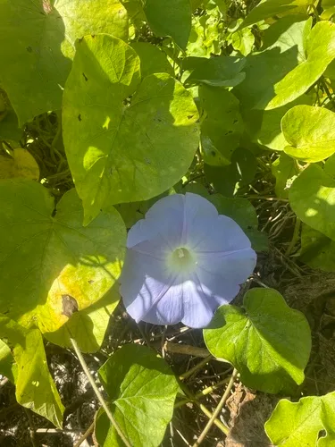 Oceanblue Morning-glory
