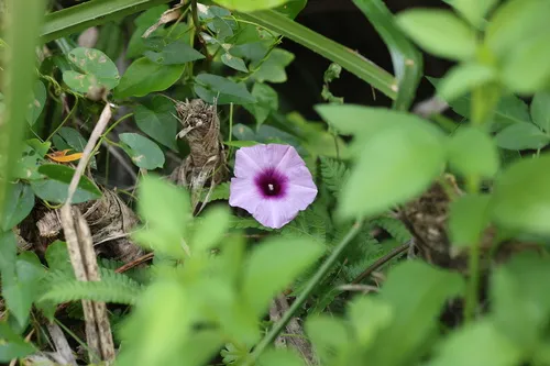 Whiteflower Beach Morning-glory — photo by 陳育維