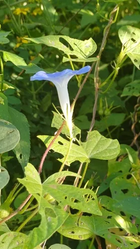 Whiteedge Morning-glory — photo by marcoslima0212