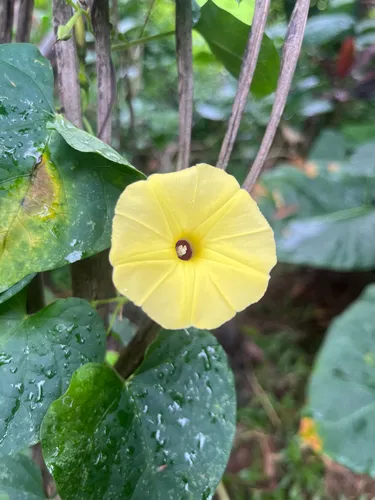 Fence Morning-glory — photo by marleyjanssen