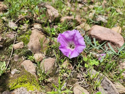 Huachuca Mountain Morning-glory — photo by GREGORY ANTHONY PAUCA TANCO