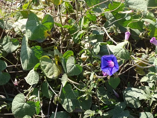 Tall Morning-glory — photo by Shaun Swanepoel