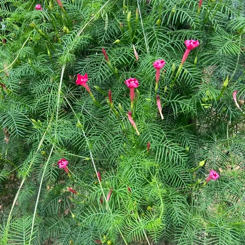 Cypressvine — photo by Juberlys Renteria