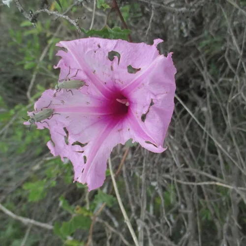 Cliff Morning-glory — photo by Ricardo Jaimes-López