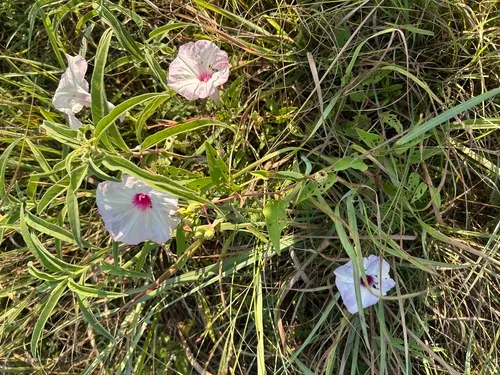 Narrowleaf Morning-glory — photo by amybuthod