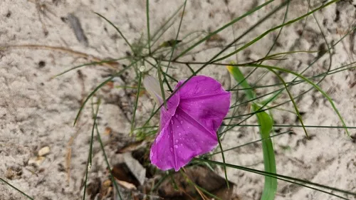 Spiderleaf — photo by Lungelo Buthelezi