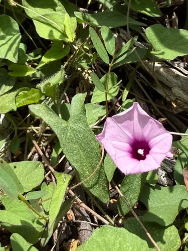 Rockland Morning-glory — photo by Jennifer Possley