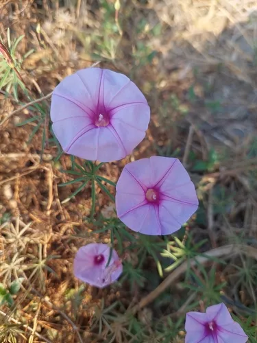 Tripleleaf Morning-glory — photo by Sunashi Elizabeth Vázquez Arceo