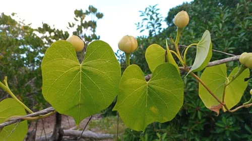 Beach Moonflower