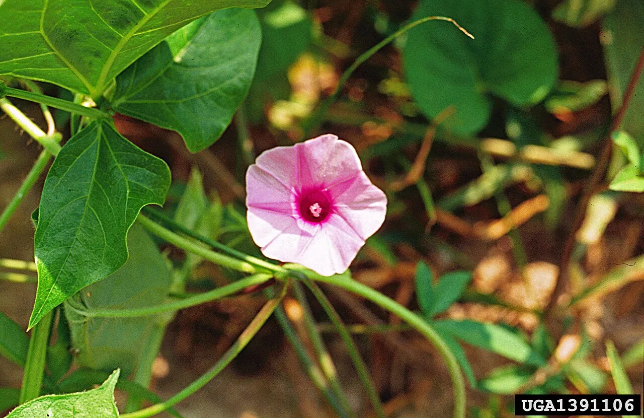 Wright's Morning-glory — photo by John D. Byrd, Mississippi State University, United States