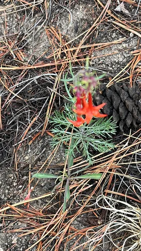 Scarlet Gilia — photo by chrisdafur