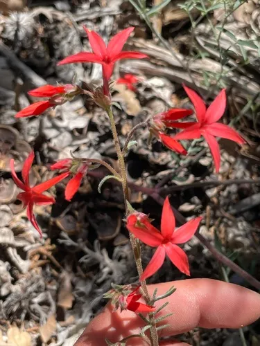 Arizona Ipomopsis