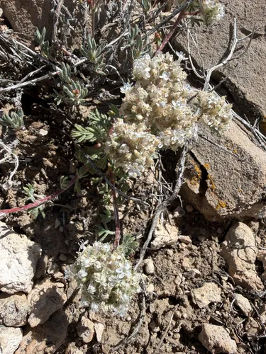 Ballhead Ipomopsis