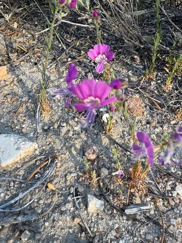 Baja California Ipomopsis
