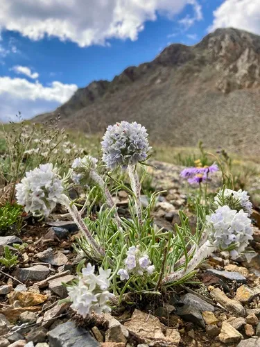 Hoosier Pass Ipomopsis — photo by Alex Seglias