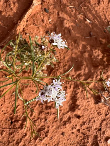 Sanddune Ipomopsis — photo by Kenzie Anderson-Bell