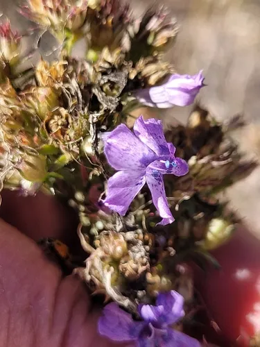 Macomb's Ipomopsis — photo by Priscilla Titus