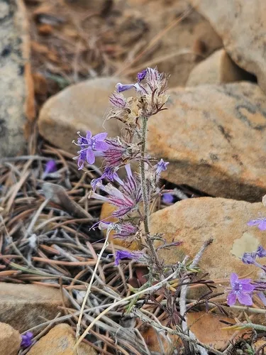 Manyflowered Ipomopsis — photo by Ben Sims