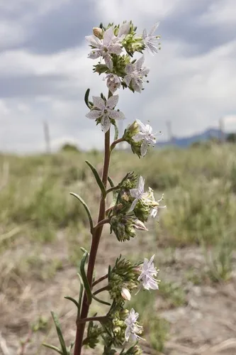 Pagosa Ipomopsis — photo by Alec McKeand