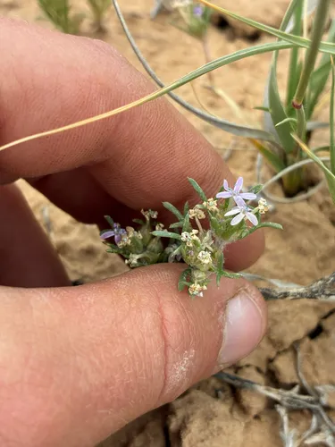 Dwarf Ipomopsis
