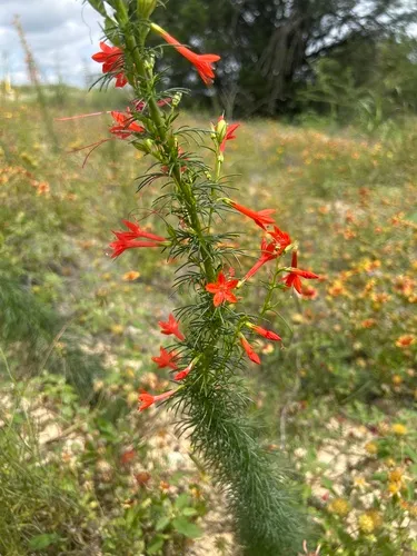 Standing-cypress — photo by Rebecca Williams