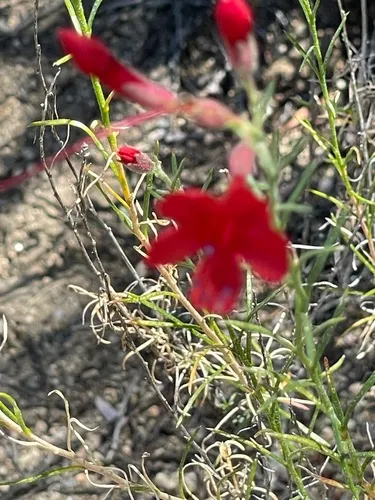 Slenderleaf Skyrocket — photo by Alma Delia Giles Guzmán