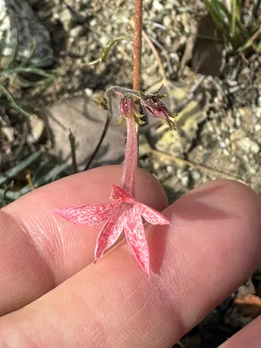 Slendertube Skyrocket (subsp. latiloba) — photo by Gina Genduso
